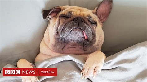Собаки під час статевого дозрівання стають важкими підлітками - як люди ...