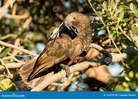 North Island Kaka Endemic Parrot of New Zealand Stock Image - Image of ...