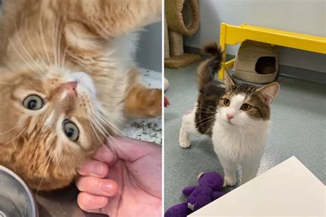 Pet of the Week with Kaitlyn Mullen July 13 [VIDEO]