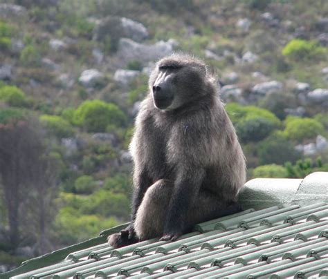 Cape Town's Chacma Baboons