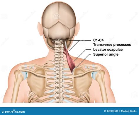 Levator Scapulae Muscle Anatomy Medical Vector Illustration on White