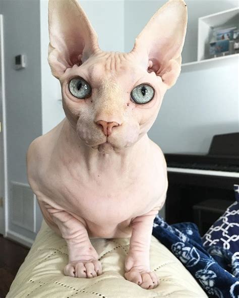 Pin for Later: 15 Reasons to Love Sphynx Cats Some of them slightly