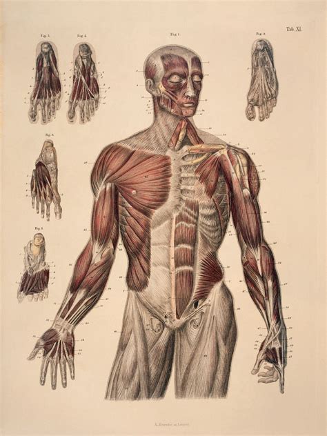 anatomy figure drawing reference warehouse  ideas