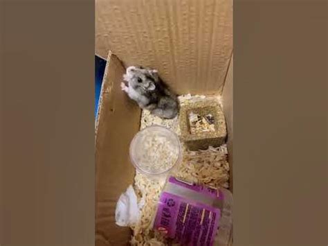 Сделала Хоме 🐹 из коробки домик 🏠 #хомяк #питомец #игры #домик #pet # ...