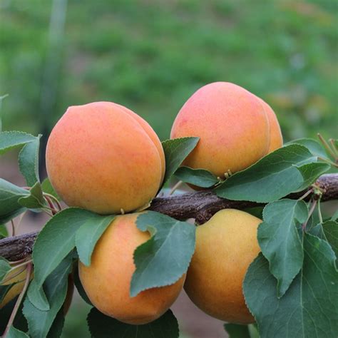 Buy apricot Compacta apricot Compacta: £112.49 Delivery by Crocus