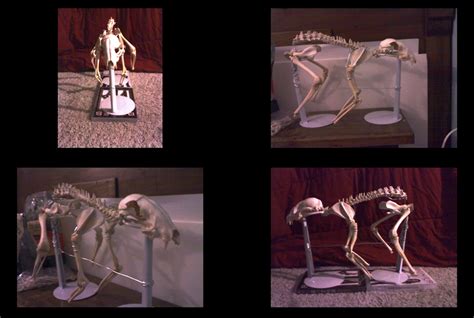 Raccoon Skeleton by AzulaMoonWolf on DeviantArt