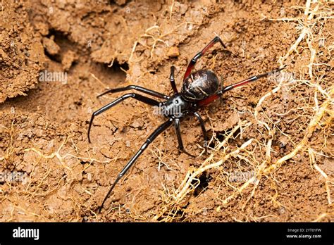 false black widow spider spider steatoda sp maharashtra india