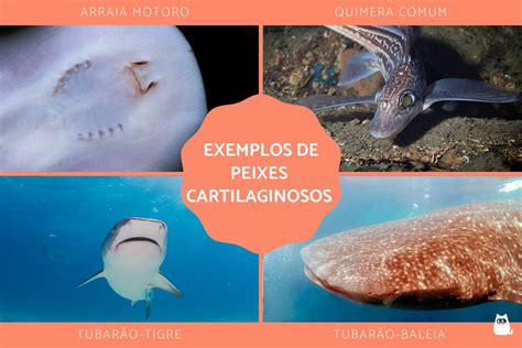 Peixes Cartilaginosos E Osseos