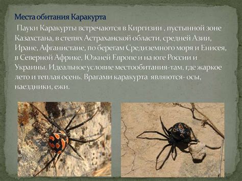 Паук каракурт - презентация онлайн