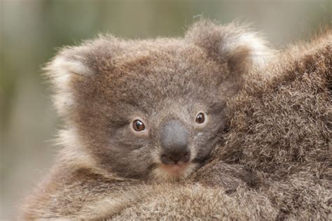 Wildlife | Kangaroo Island Australia