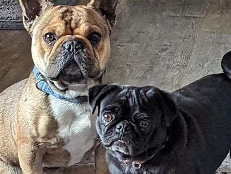 Frenchie- Pugs | Easton KS