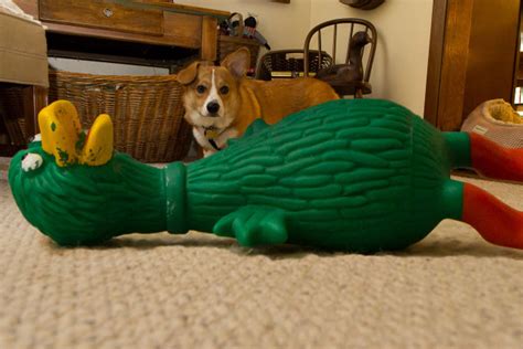 The Frogman - Comedy, photoshop, kittens, & corgis