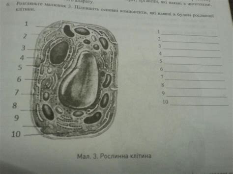 Срочно написати будову рослиної клітини))) - Школьные Знания.com
