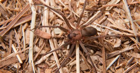 Spider Spotlight: Brown Recluse - Drive-Bye Pest Exterminators