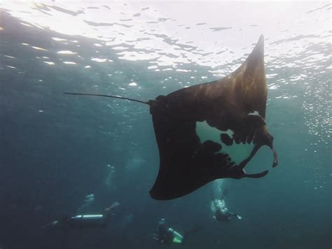 Chasing Manta Rays in Komodo: My Most Cherished Diving Memory - Girl Eat World