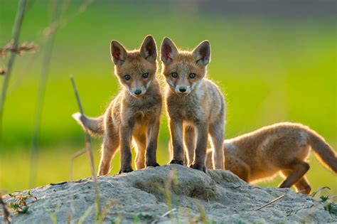 Foxes