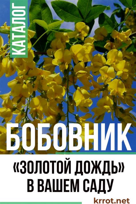 Бобовник: Описание, Посадка, Уход, Болезни (55 Фото) +Отзывы