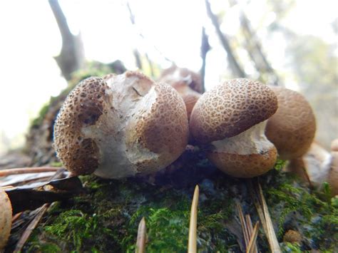 Дождевик грушевидный (Lycoperdon pyriforme) фото и описание