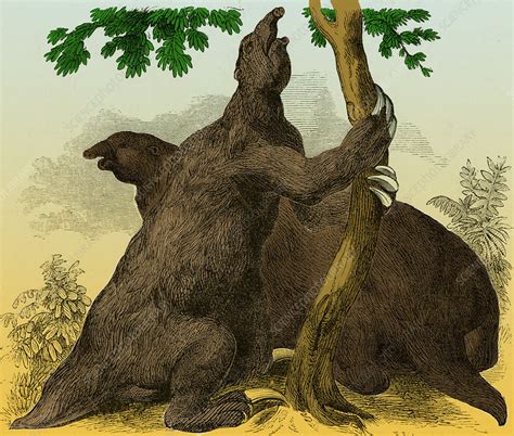 Megatherium - Stock Image - C007/6032 - Science Photo Library