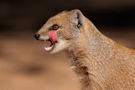 Yellow mongoose stock image. Image of mammal, creature - 2776243