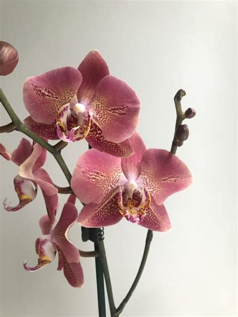 Leco Fantastic phalaenopsis orchid | Орхидеи дендробиум, Орхидеи, Орхидея