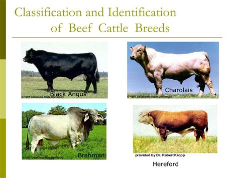 PPT - What is a breed? PowerPoint Presentation, free download - ID:2760946