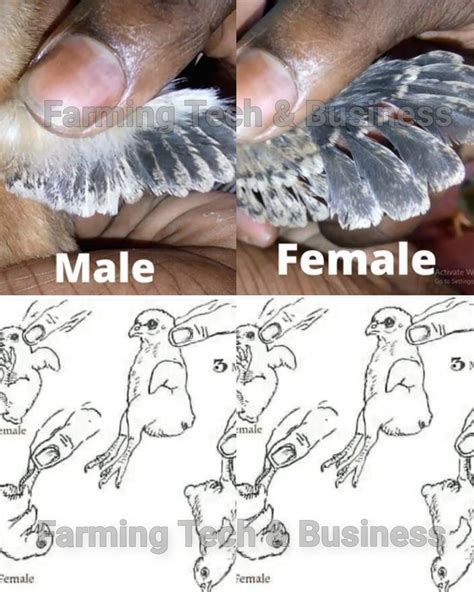 Farming Tech& Business - 3 METHODS SEXING CHICKS: THREE METHODS AND
