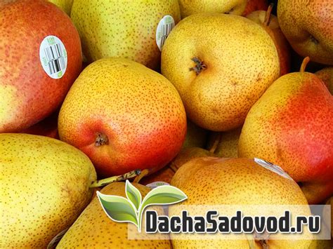 Груша сорт Форель - Описание сорта, особенности выращивания, фото сорта ...
