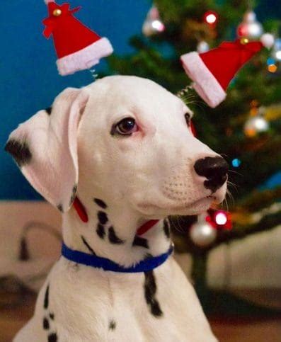 14 Funny Pictures Showing How Dalmatians Spend Christmas Season - PetPress