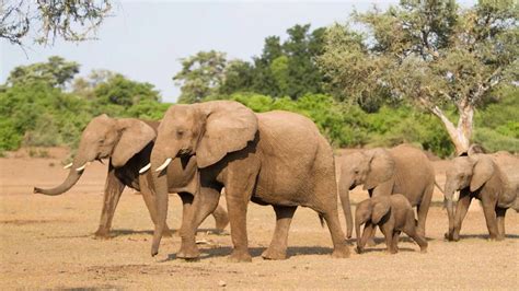 celebrating world elephant day