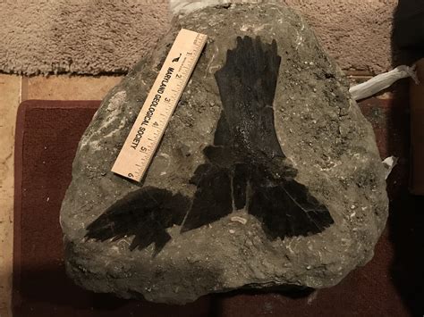 Paleocene Turtle Plastron - Fossil Hunting Trips - The Fossil Forum