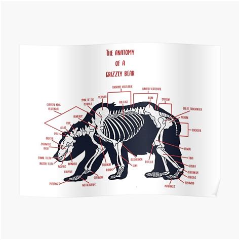 "Grizzly Bear Anatomy" Poster for Sale by conortravers | Redbubble