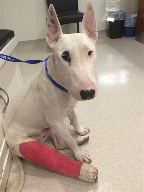 What Dog Was Spuds Mackenzie at June Weiss blog