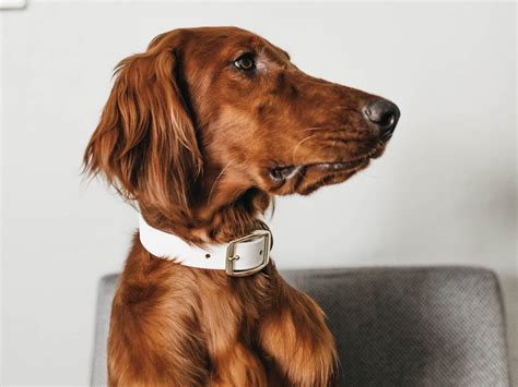 Rimadyl for dogs: usage, dosage and side effects
