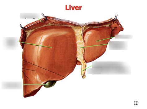 liver diagram quizlet