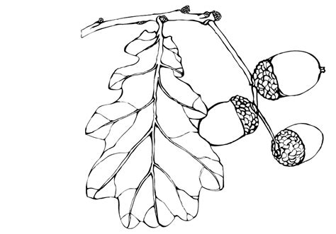 Coloring page - Fruits of oak