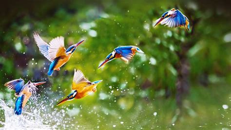 Birds HD Desktop Wallpapers - Top Free Birds HD Desktop Backgrounds ...