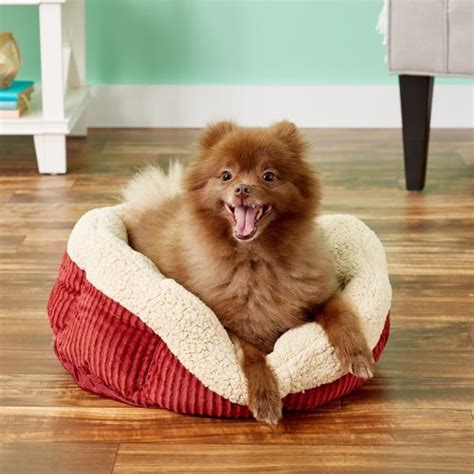 8 Best Heated Dog Beds in 2025 - Review & Top Picks – Dogster