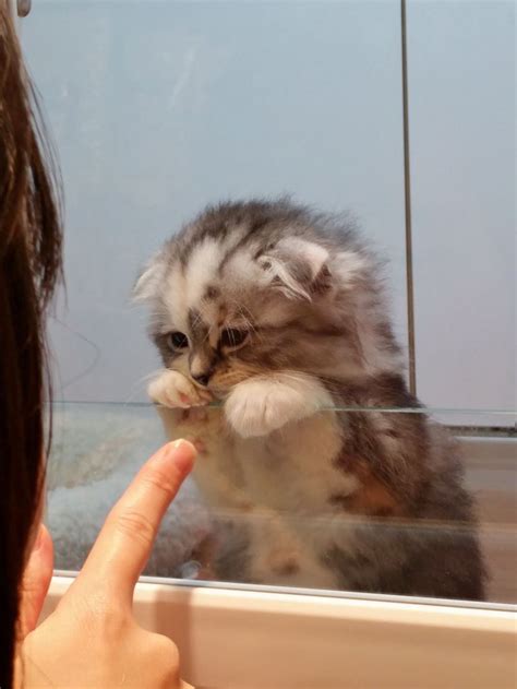 Смешные и забавные кошки