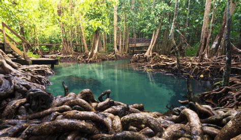 fungsi hutan mangrove pengertian jenis gambar hutan bakau