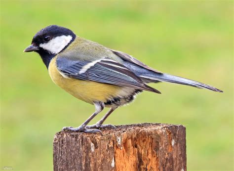 Great Tit Photos, Great Tit Images, Nature Wildlife Pictures | NaturePhoto