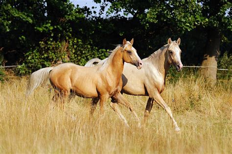 berber - Animal Stock Photos - Kimballstock