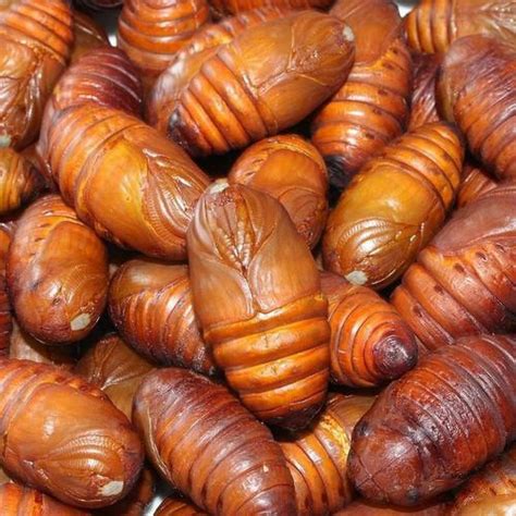 Silkworm Pupae Oil - High Quality Natural Ingredients/Chlorogenic Acid ...