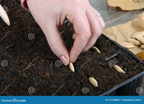 Women Planting Squash Seeds Close Up Stock Image - Image of farmer ...