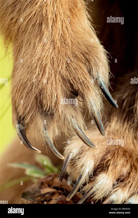 Brown Bear Paw With sharp Claws in view Stock Photo - Alamy