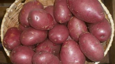 Картофель Эволюшн (Эволюшен): описание сорта, фото, отзывы о вкусовых ...