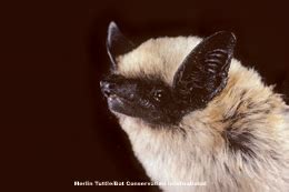 Western Pipistrelle Bat Fact Sheet