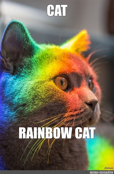 Rainbow Cat Memes Real Life Nyan Cat StayHipp | atelier-yuwa.ciao.jp