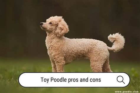 How Smart Are Toy Poodles [Facts] - Poodle Club