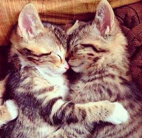 Les images de chaton mignon qui vont vous donner un grand sourire ...